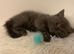 British shorthair Kittens