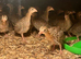 GUINEA FOWL KEETS / READY NOW TO COLLECT