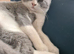 British shorthair 2 BOYS LEFT