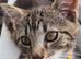 Male Tabby Kitten