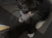 Ragamese cross kittens