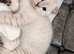 Scottish fold x British shorthair kitten!