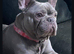 American bully xfrenchy