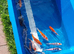 High grade koi carp 6-8inches £12.50 -£25