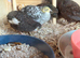 Button Quail