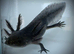 Axolotl babies