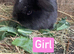 Beautiful Mini lop babies