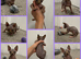 SPHYNX kittens ready to leave 6th June