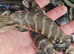 Baby blue tongue skinks for sale