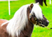SA clear SPSBS reg mushroom carrier colt foal