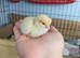 Pure buff Orpington chicks