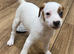 Jack Russell bitch for sale