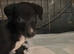 saluki grays