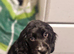 Buddy for sale