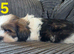 1 stunning imperial shih tzu boy READY TO LEAVE