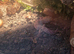9 months old gecko and viv