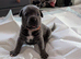 8 stunning Cane Corso looking for forever home