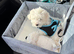 Maltipoo poppies for sale