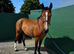 Lovely Stocky and sporty 3yr filly