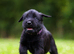TRUE QUALITY GIANT SCHNAUZER PUPPIES