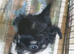Chihuahua puppies 8 weeks Alford Lincolnshire
