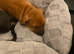 Staff x American bulldog