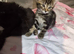 Beautiful kittens - Mum is half Bengal - Ready to leave Soon!