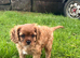 King Charles pup