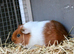 Male guinea pig ready to leave