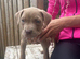 8 cane corso puppies for sale 5 bitches 3 dogs