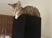 Female bengal kitten looking for a loving home