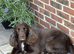 Cocker spaniel puppies