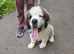 Last Female Saint Bernard Puppy