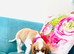 KC Registered Blenheim puppies