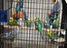 Baby budgies