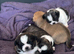 Puppies for sale