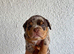 Bully&rsquo;s for sale