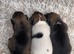 Jack Russell puppies