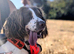 WANTED High drive Labrador or springer