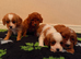 Cavapoo pups for sale