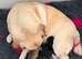 Pug Puppies