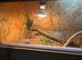 Baby bearded dragon + 3ft viv