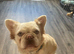 Fluffy Frenchie