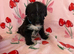 Adorable shih tzu x jack Russell final boy pup remaining