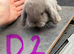 6 Pure Mini Lops Lilac & blue