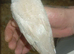 Diamond doves pair