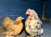 Pair of pekin bantams