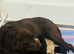 Beautiful KC registered farm bred Labrador's
