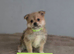 Pomeranian/yorkshire terrier