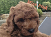 Red Cavapoo 9 wks ready to go